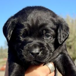 Pink collar - Black female Labrador Retriever puppy in Ellensburg, Washington from Lost Spring Retrievers