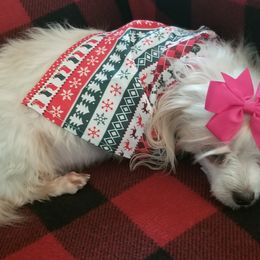 Maltese, Maltipoos, and Poodles from Mias Bayou Puppies, LLC