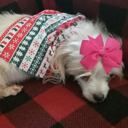 Maltese, Maltipoos, and Poodles from Mias Bayou Puppies, LLC