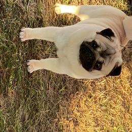 Pug All Grown Up from Mari Anne Parks
