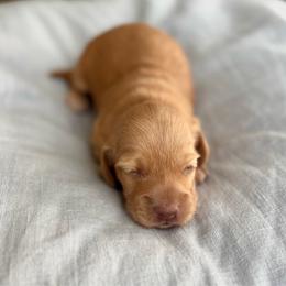Male - Cream male Dachshund puppy in Fitzgerald, Georgia from Brooke Haven Dachshunds