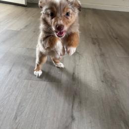 Girl 1 - Red merle female Miniature Australian Shepherd puppy in Hesperia, California from Ruby’s Reds Mini Aussies