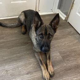Schatzi  - German Shepherd