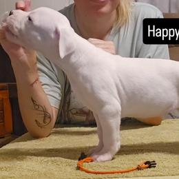 Happy - White female Dogo Argentino puppy in Bear River City, Utah from Valkka Kennels