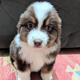 Munch - Red tri male Miniature Australian Shepherd puppy in Frankfort, Indiana from Haleys Farm