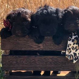Miniature Schnauzers from Round Peak Schnauzers