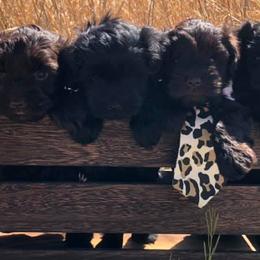 Miniature Schnauzers from Round Peak Schnauzers