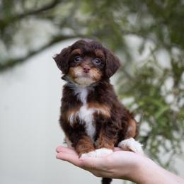 Daisy CHOCOLATE TRI FEMALE - Brown and white female Aussiedoodle puppy in Jacksonville, Florida from Lolo’s Aussiedoodle