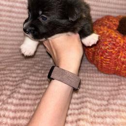 Dorothy - Brindle and white female American Corgi puppy in Madison, North Carolina from Montgomery Corgis