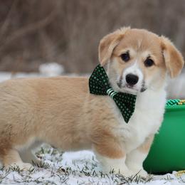 Puddin - Red male Pembroke Welsh Corgi puppy in Pollock, Missouri from Northstar