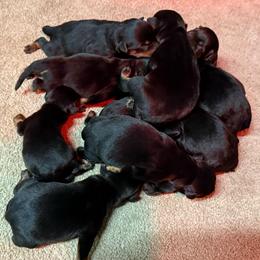 Girl 1 - Black and mahogany female Rottweiler puppy in Newfoundland, Pennsylvania from Poconopaws