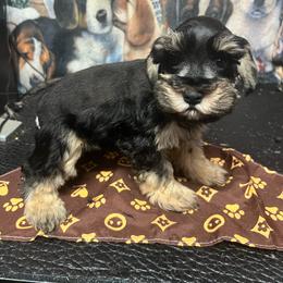 Chandler - Black male Miniature Schnauzer puppy in Miami, Florida from Chiquiticos Shnauzers