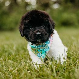 Newfoundland Puppies from Kinson Ridge Giants