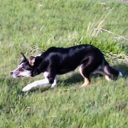 Border Collies from Whistlemir Sheepdogs