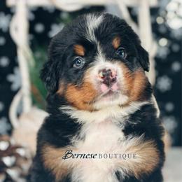 Girl 1 - Black rust and white female Bernese Mountain Dog puppy in Waukesha, Wisconsin from Bernese Boutique
