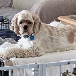 Beni - Cocker Spaniel
