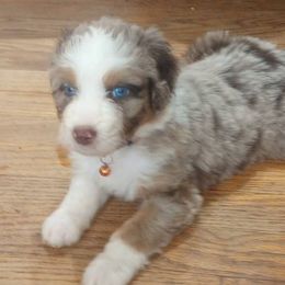Pogo - Orange Collar boy - Brown merle male Aussiedoodle puppy in Mc Minnville, Tennessee from WilderAcre