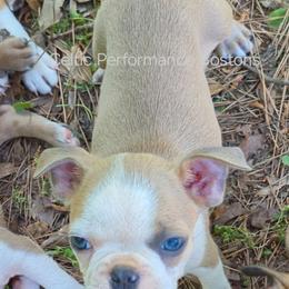 Boy 1 - Blue male Boston Terrier puppy in Griffin, Georgia from Celtic Performance Bostons