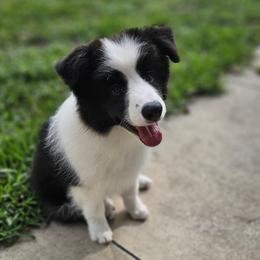 Boy 2 - male Border Collie puppy in Wildwood, Florida from Isle Breez Border Collies