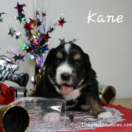 Kane BTM1 - Black tri male Miniature Australian Shepherd puppy in Elgin, Oregon from LongMile Aussies