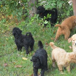 Bernedoodle, Goldendoodle, and Poodle Puppies from Four Willows Farm