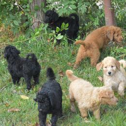 Bernedoodle, Goldendoodle, and Poodle Puppies from Four Willows Farm