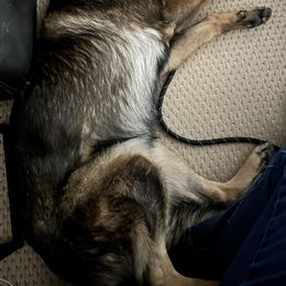 German Shepherd All Grown Up from Freiheit Von Himmel  Shepherds