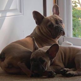 French Bulldogs from JP’s French Bulldogs of Ohio