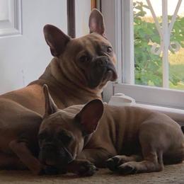 French Bulldogs from JP’s French Bulldogs of Ohio