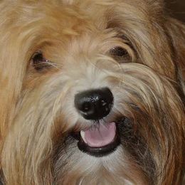 Havanese from Gingerbred Havanese