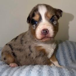 Noëlle - Blue merle female Australian Shepherd puppy in Anniston, Alabama from All Hale Aussies