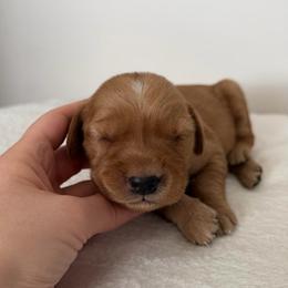 Female 1, Purple - Golden female Golden Retriever puppy in Utah from Deseret Peak Goldens