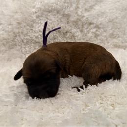 Purple - Wheaten female Soft Coated Wheaten Terrier puppy in Newark, Ohio from Valleydayle Doodles and Wheatens