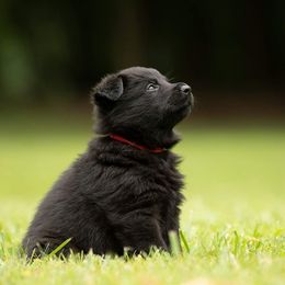 Boy 4 - Black German Shepherd puppy in Franklin, Vermont from Vom Kiefernhaus