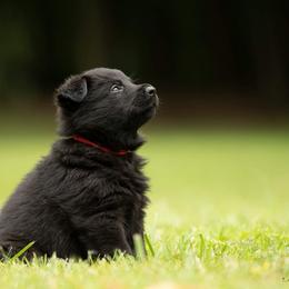 Boy 4 - Black German Shepherd puppy in Franklin, Vermont from Vom Kiefernhaus