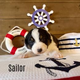 Sailor - Black tri-color female Australian Shepherd puppy in Kearney, Nebraska from Helix Aussies