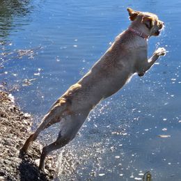 Dachshund and Labrador Retriever Puppies from Honeydew Ranch