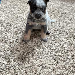 Boy 2 - Blue speckled male Australian Cattle Dog puppy in Concrete, Washington from Back Country Australian Cattle dogs