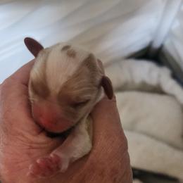 One - Blenheim male Cavalier King Charles Spaniel puppy in Albany, Oregon from Hit Parade Cavaliers