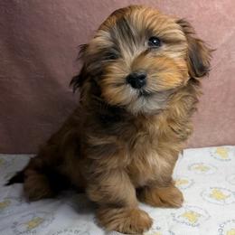 Chile - Red male Havanese puppy in Maryville, Missouri from Dreamworks Havanese