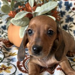 Tamera - Red female Dachshund puppy in Temecula, California from Naomi Magee's Dachshund Kennel