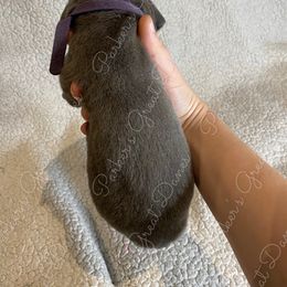 Great Dane Puppies from Parker's Great Danes