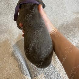 Great Dane Puppies from Parker's Great Danes