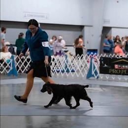 Boykin Spaniel puppies from 31 Pines Kennels