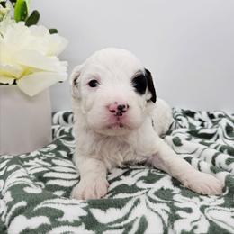 Frodo - Black and white male Bernedoodle puppy in Granton, Wisconsin from Rose River Farms