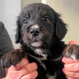 Blackjack - male Golden Mountain Dog puppy in Seville, Ohio from Retriever Ranch