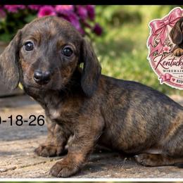 Windy - Brindle female Dachshund puppy in London, Kentucky from Kentucky Bluegrass Wirehair Dachshunds