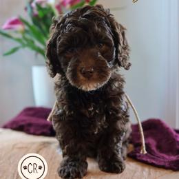 Ash - Chocolate male Australian Labradoodle puppy in Castlewood, Virginia from Clinch River Labradoodles
