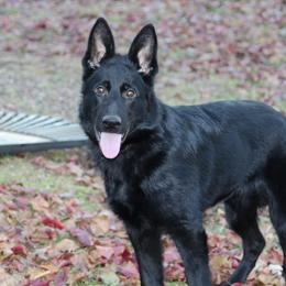 Maci - German Shepherd