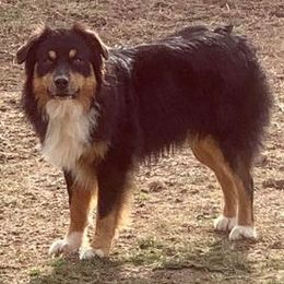 Australian Shepherds from Ready 'N Abel Aussies
